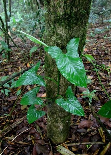 hemiepiphyte