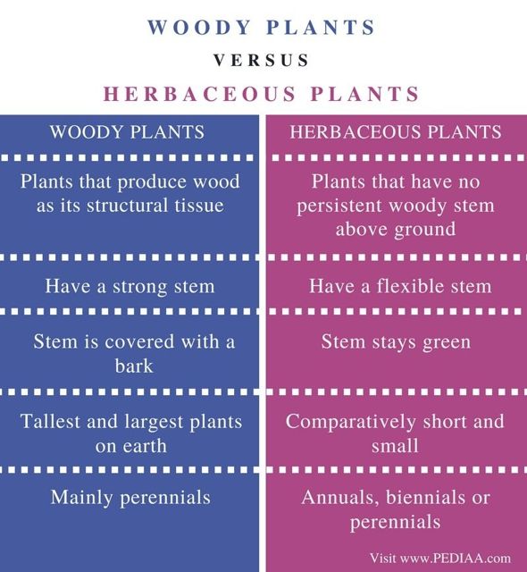 herbaceous