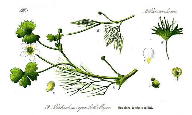heterophylly