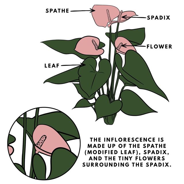 inflorescence