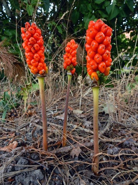 infructescence