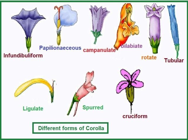 infundibuliform