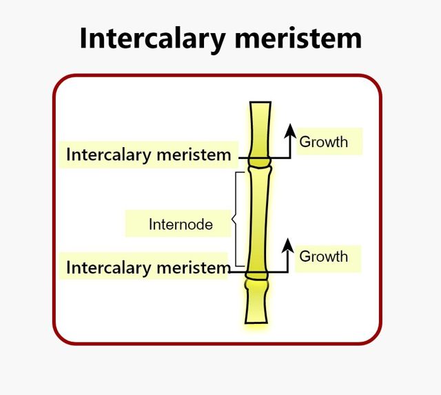 intercalary