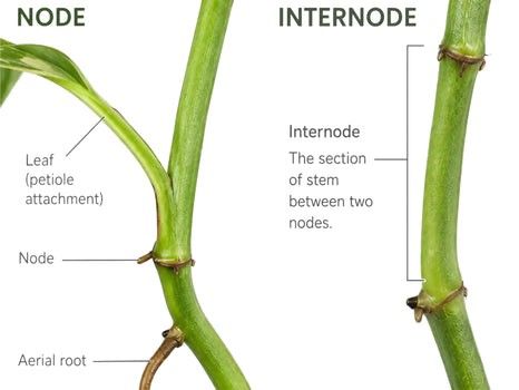 internode