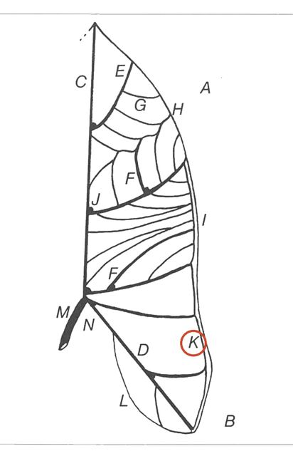 intramarginal vein