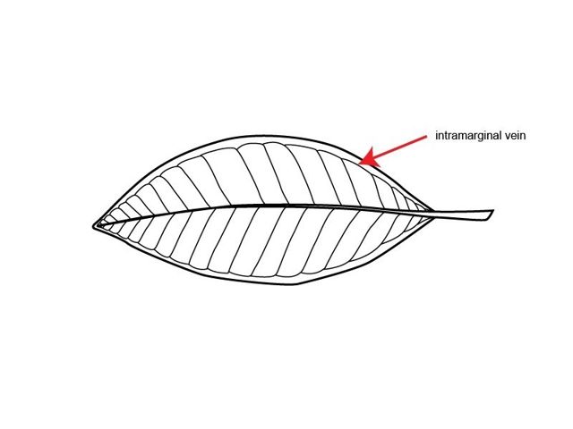 intramarginal