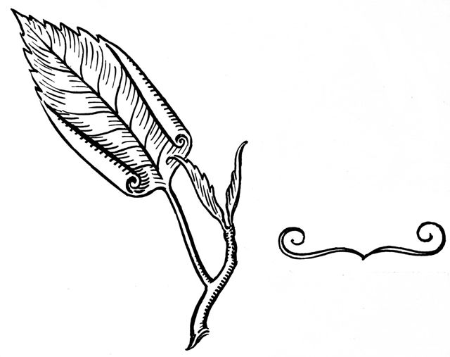 involute