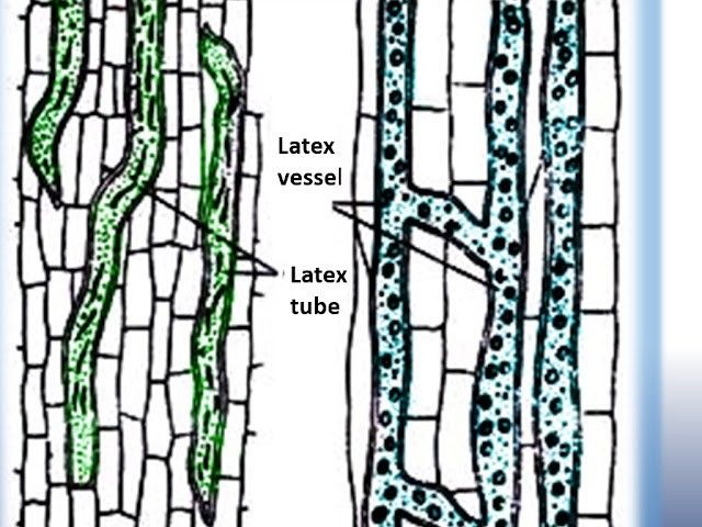 laticifer