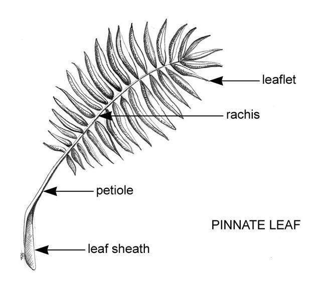 leaflet