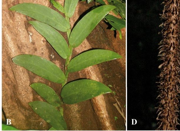 ligulate