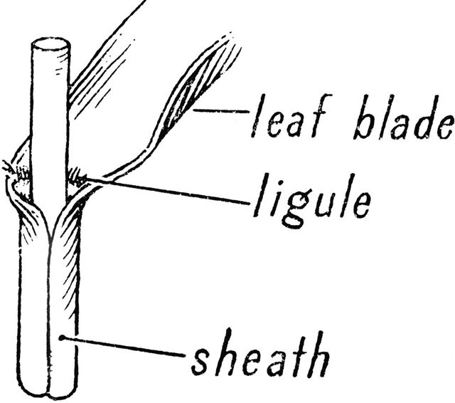 ligule