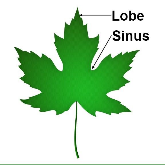 lobe