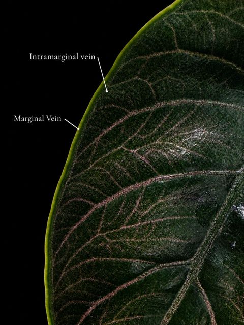 marginal vein