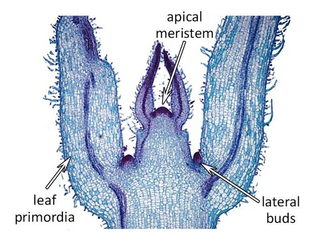 meristem