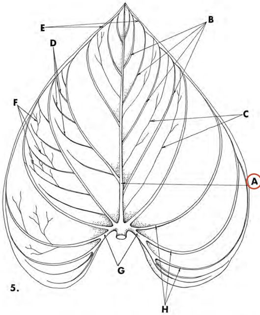 midrib