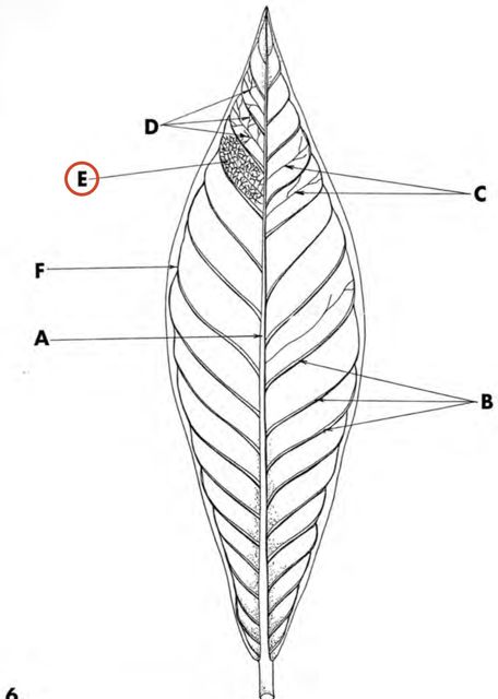 minor vein