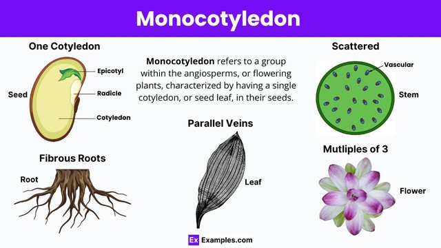 monocot