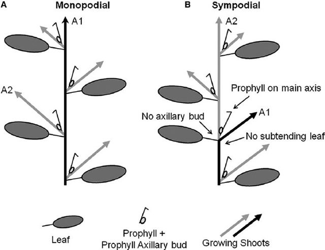 monopodial