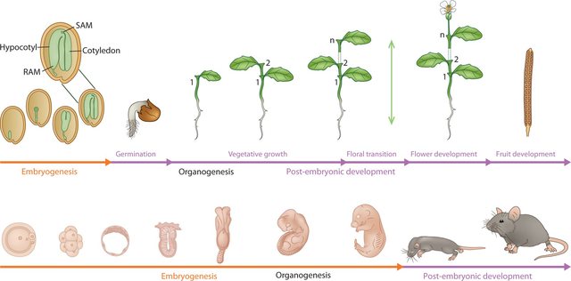morphogenesis