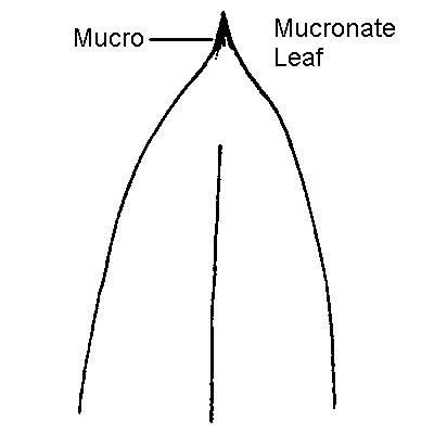 mucro