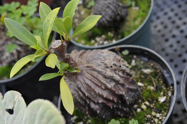 myrmecophyte