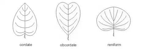 obcordate