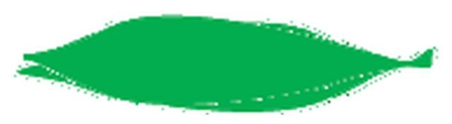 oblanceolate