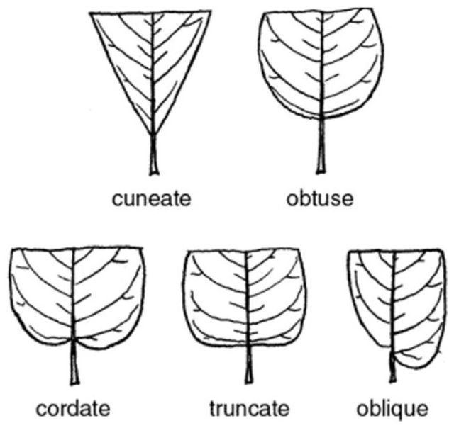 oblique