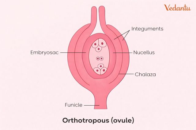 orthotropous