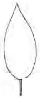ovate