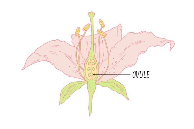 ovule