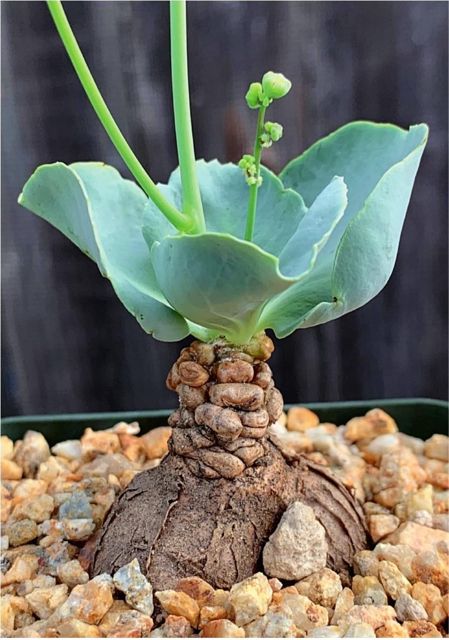 pachycaul