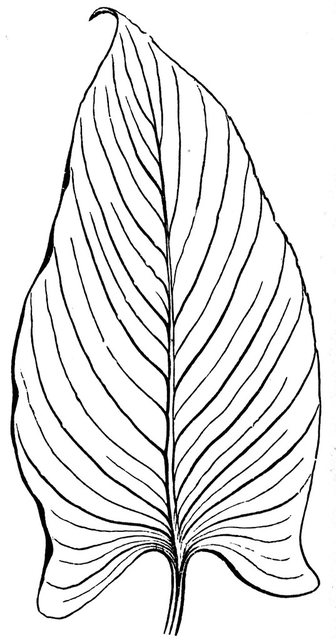 parallel venation