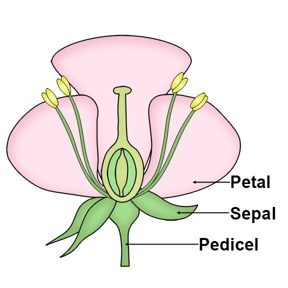 pedicel