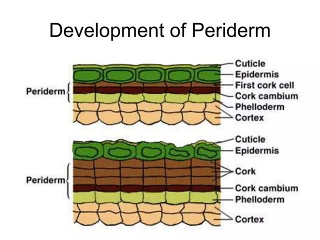 periderm