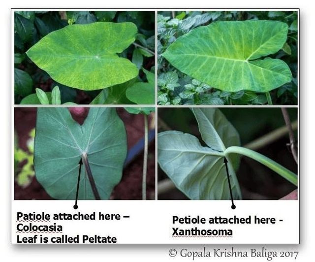 petiole insertion