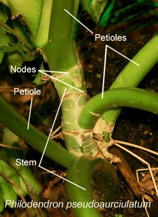 petiole