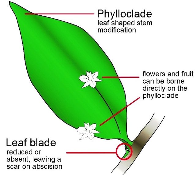 phylloclade