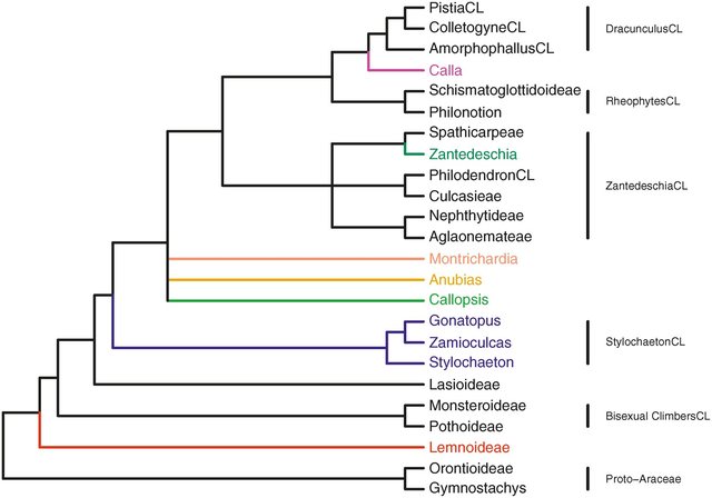 phylogeny