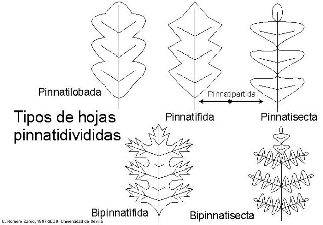 pinnatilobed
