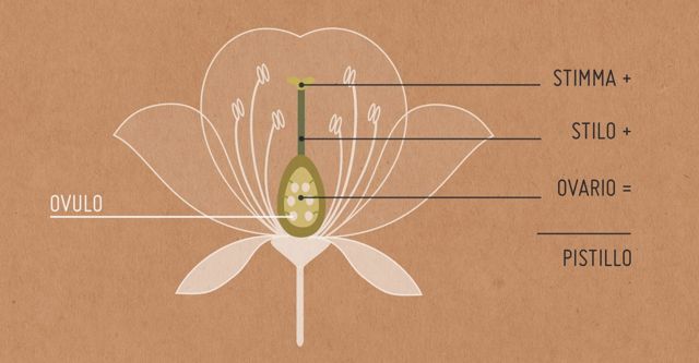 pistil