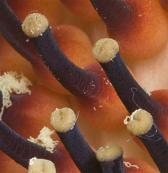 pistillate