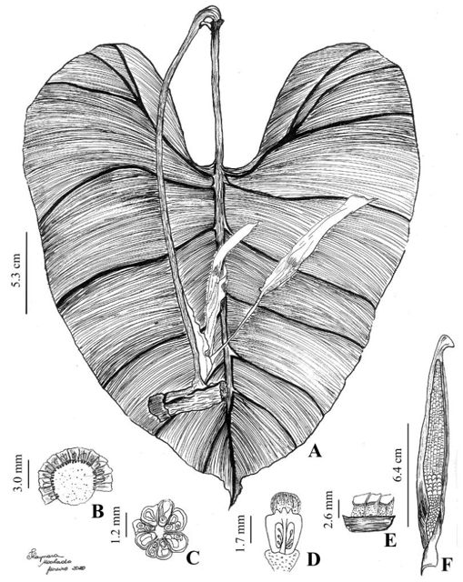 placentation