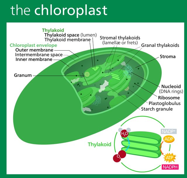 plastid