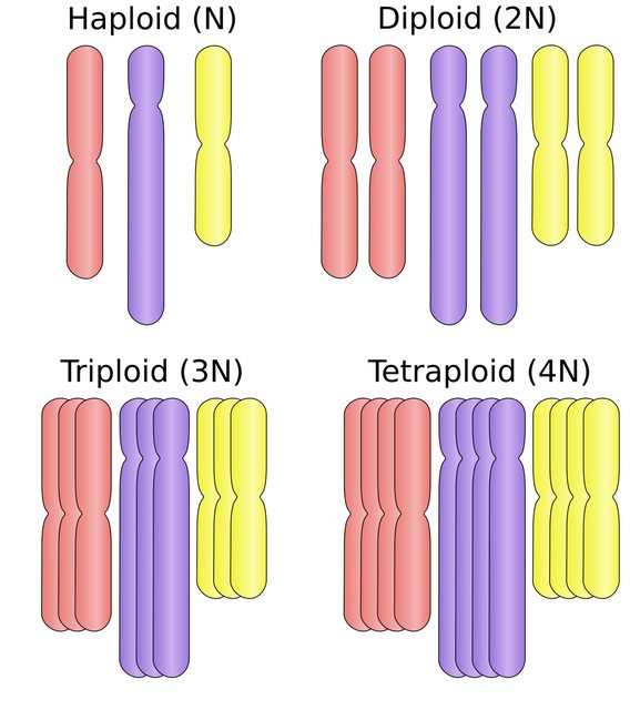 polyploid