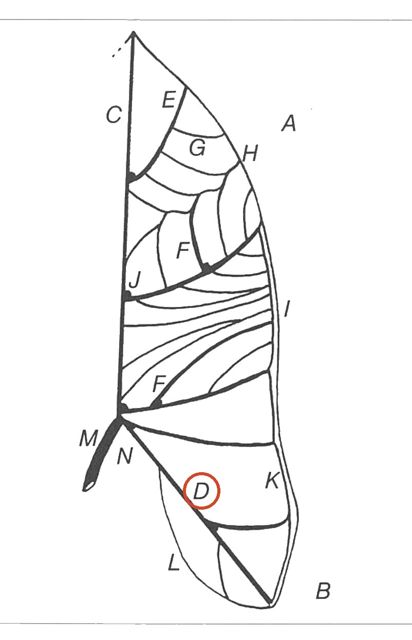 posterior costa