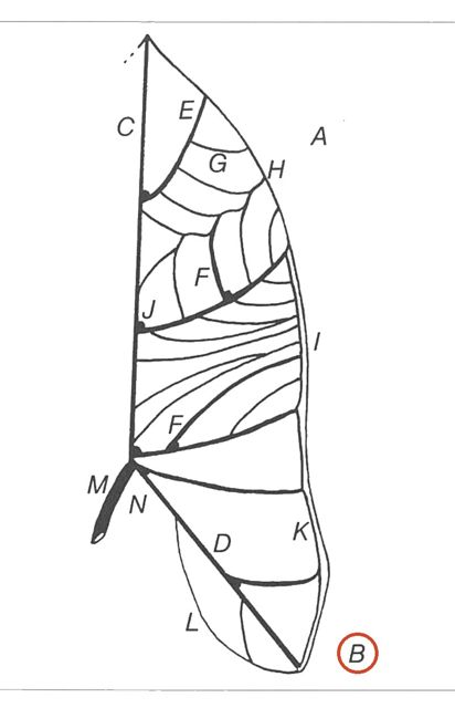 posterior lobe