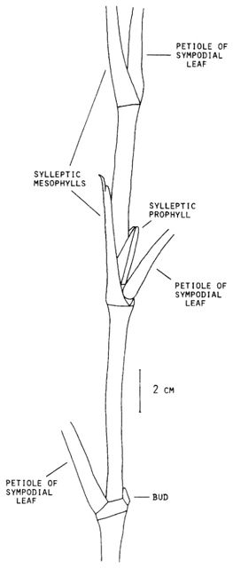prophyll
