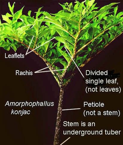 rachis