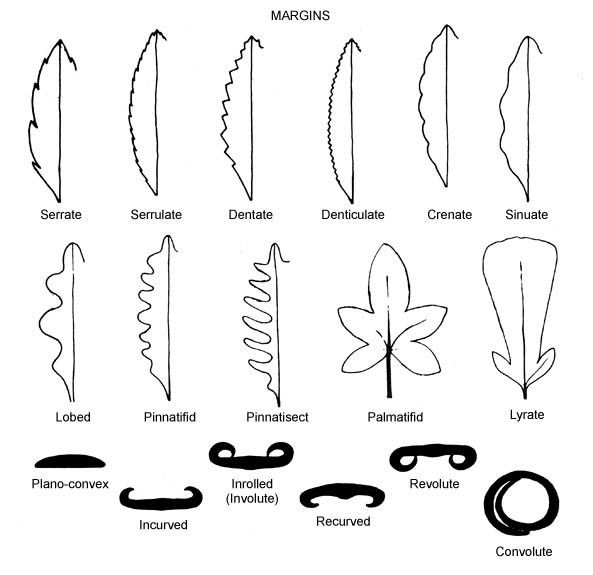recurved